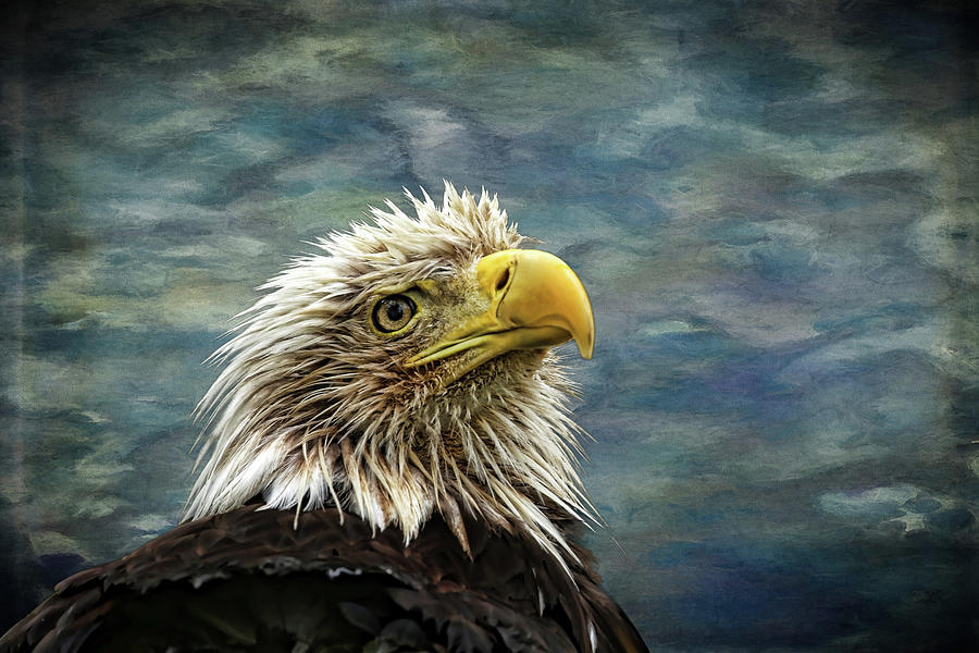 Bald Eagle Photograph by Judy Vincent