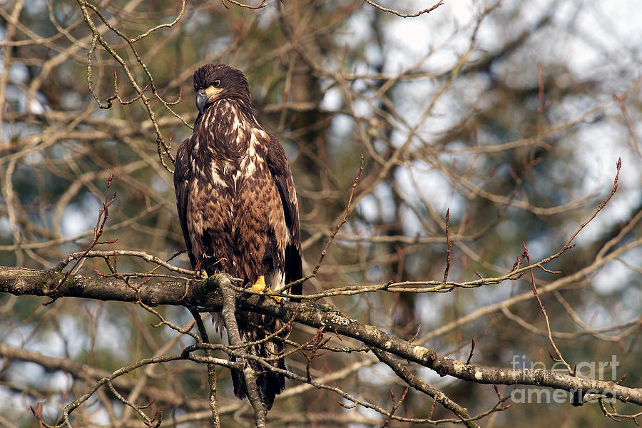 Bald Eagle juvenile 2 Photograph by Sharon Talson