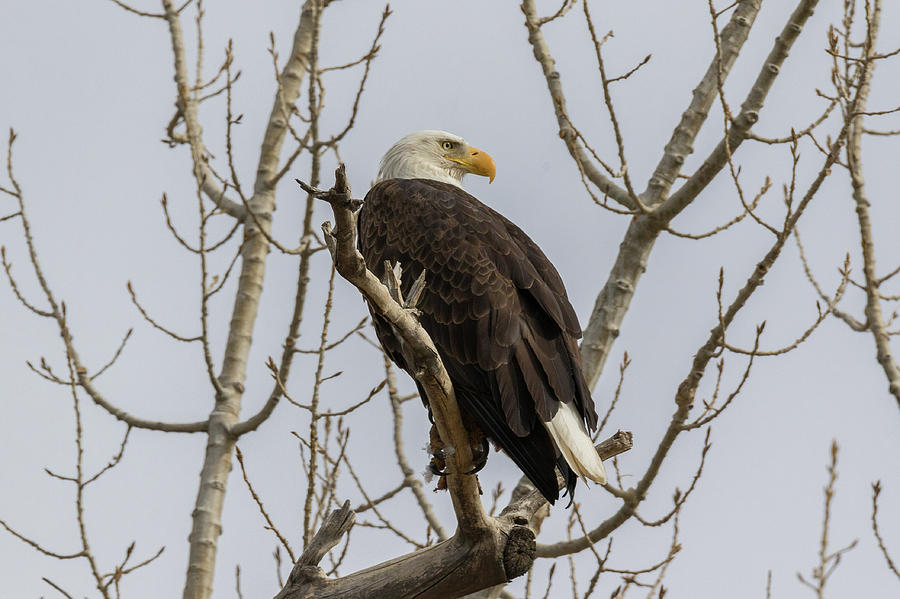 Bald Eagle Keeps Watch Behind Photograph by Tony Hake