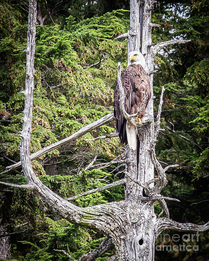 Bald Eagle, Ketchikan Alaska Photograph by Randy Jackson