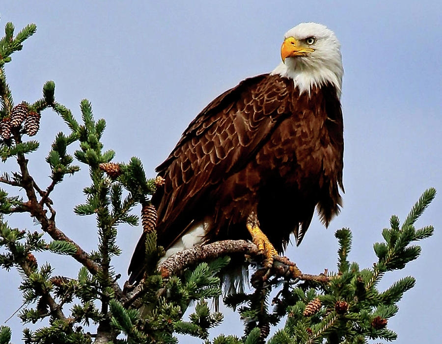 Bald Eagle Photograph by Kristina Kruchowski - Fine Art America