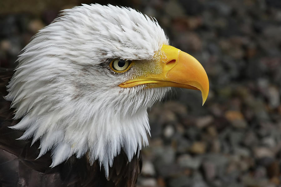 Bald Eagle Photograph by Kuni Photography