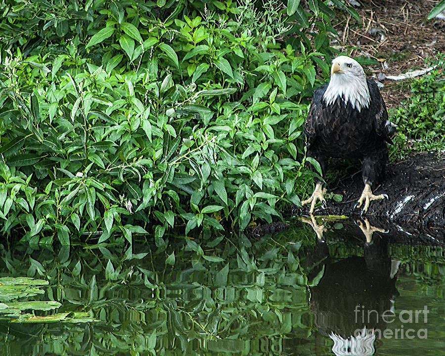Eagle Photograph - Bald Eagle Lakeside by Cathie Moog