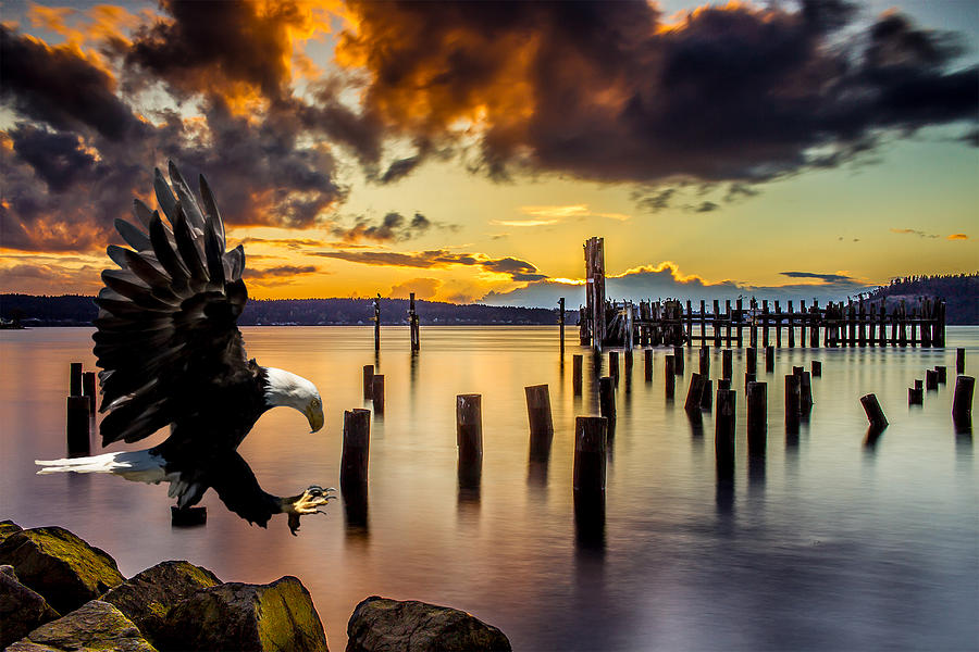 Bald Eagle Landing at Beach as Sun Sets Photograph by Rob Green