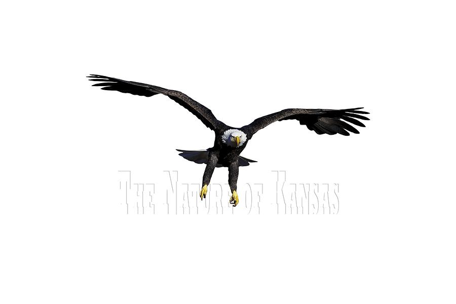 Bald Eagle Landing III Photograph by Jeff Phillippi