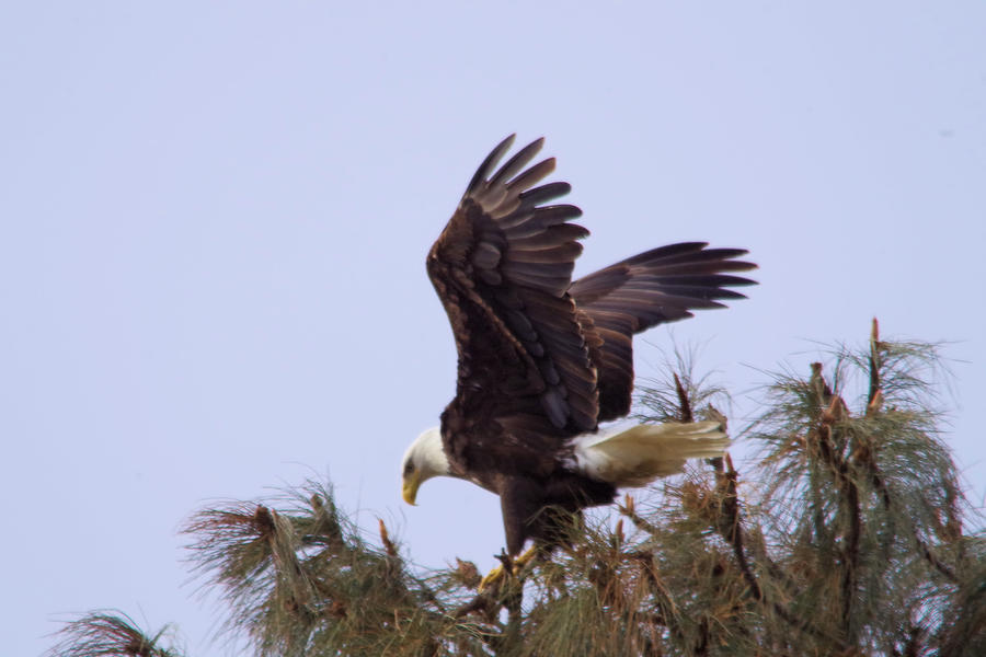 Bald Eagle landing in a tree Photograph by Jeff Swan