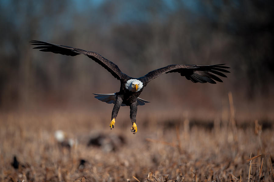 Bald Eagle Landing Photograph by Jeff Phillippi