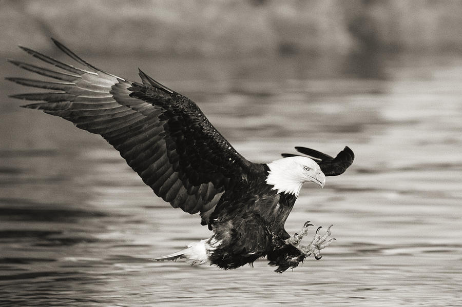 Bald Eagle Landing Photograph by John Hyde - Printscapes