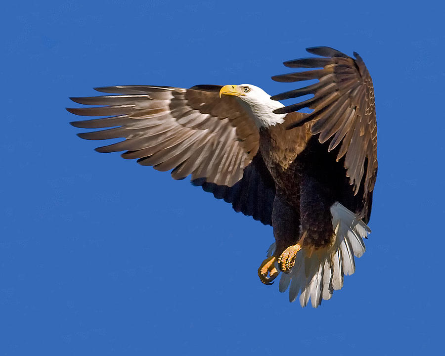 Bald Eagle Landing  Photograph by Larry Linton