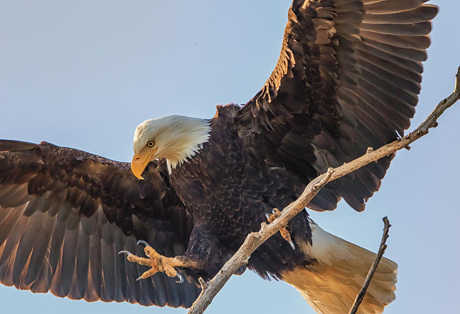 Bald Eagle Landing Photograph by Marc Crumpler