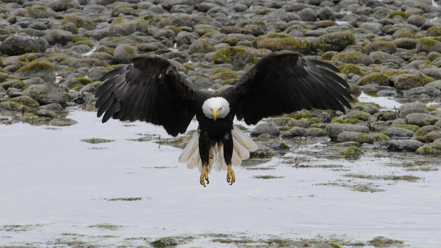 Bald Eagle Landing Photograph by Randy Gebhardt
