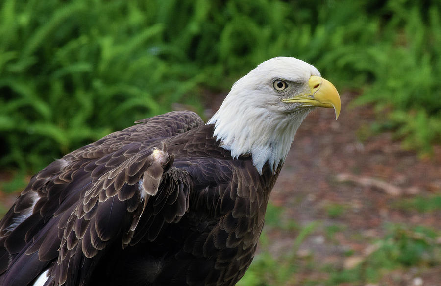 Bald Eagle Photograph by Larah McElroy