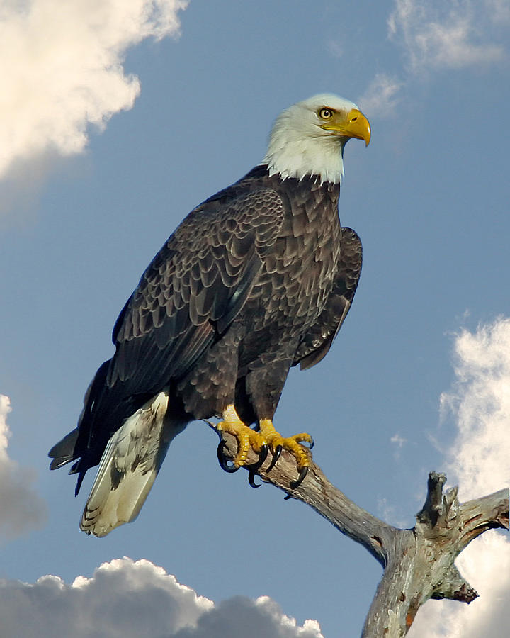 Bald Eagle Photograph by Larry Linton