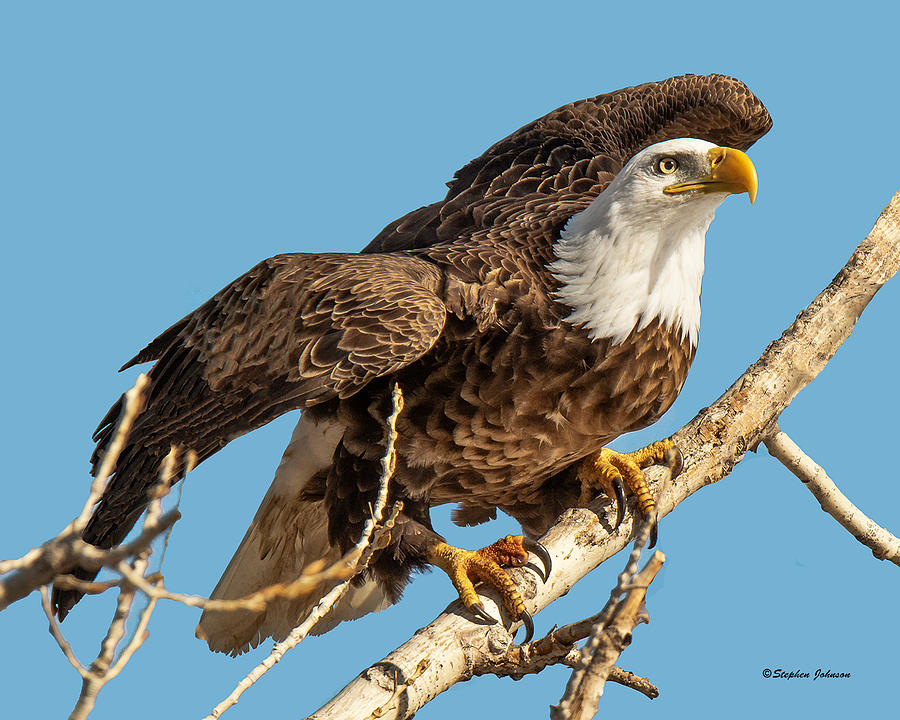 Bald Eagle Launch Photograph by Stephen Johnson