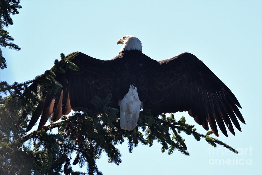 Bald Eagle Photograph by Laurianna Taylor