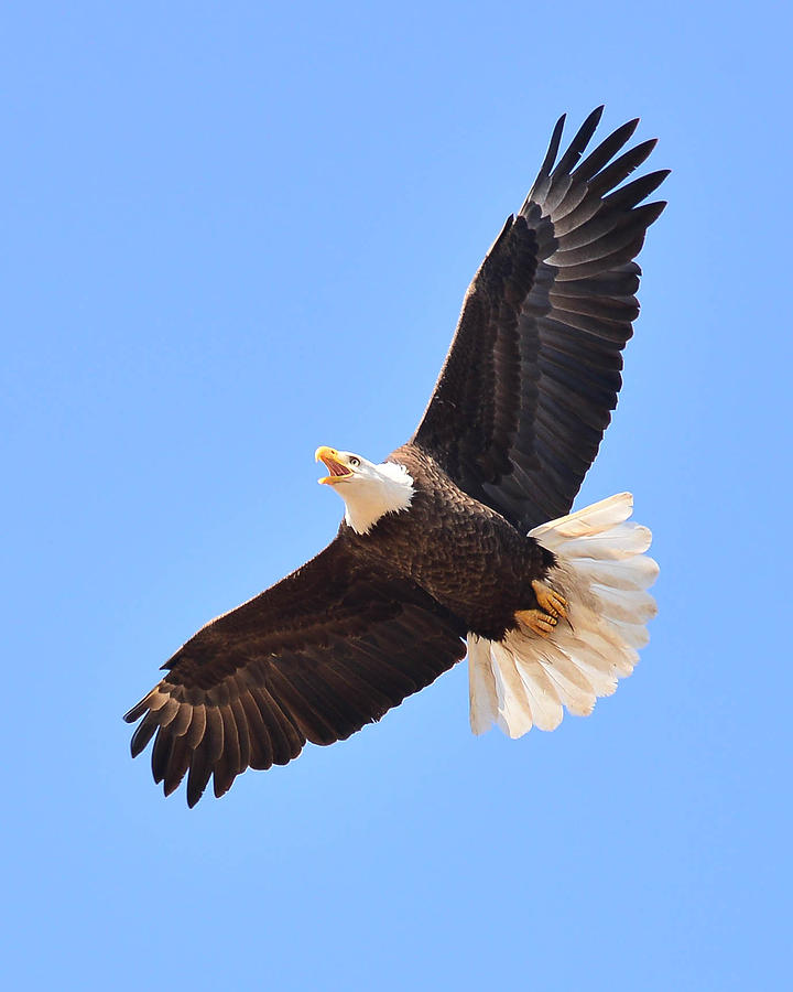 Bald Eagle Photograph by Laurie Lawler | Fine Art America