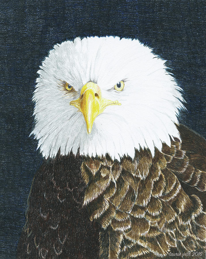 Bald Eagle Drawing by Laurie With