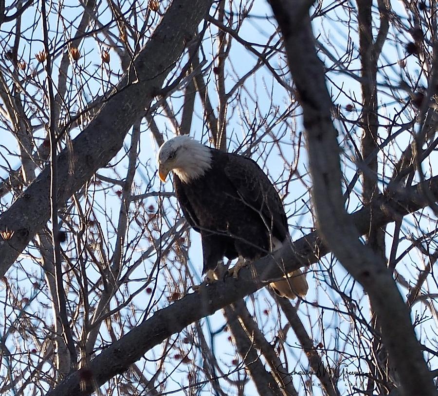 Bald Eagle Leaning Photograph by Shawn M Greener