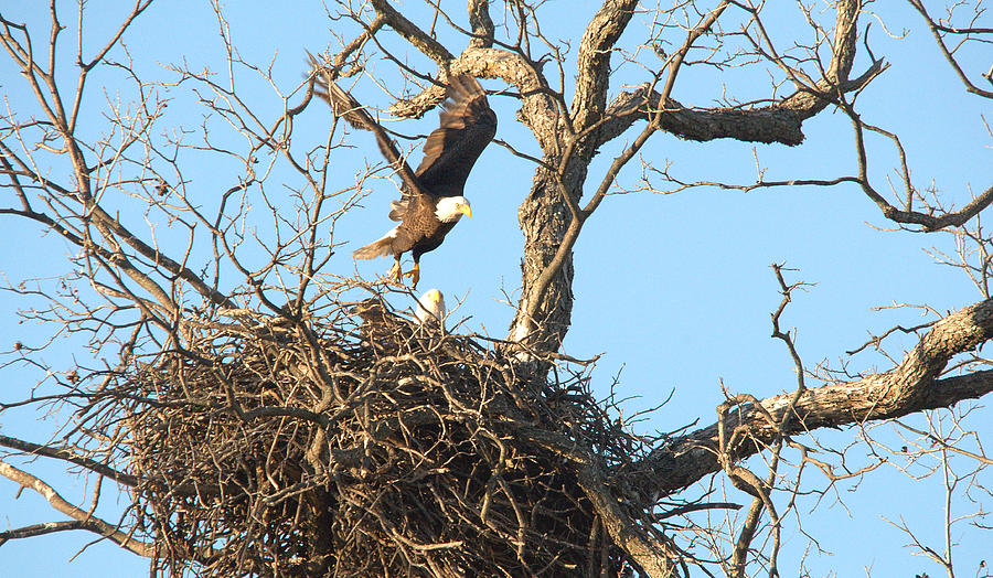 Eagle Photograph - Bald Eagle Leaving The Nest by Roy Williams