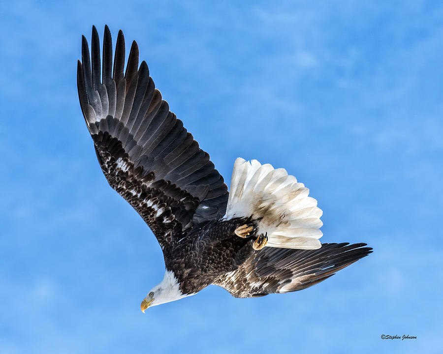 Bald Eagle Leaving Tree Photograph by Stephen Johnson