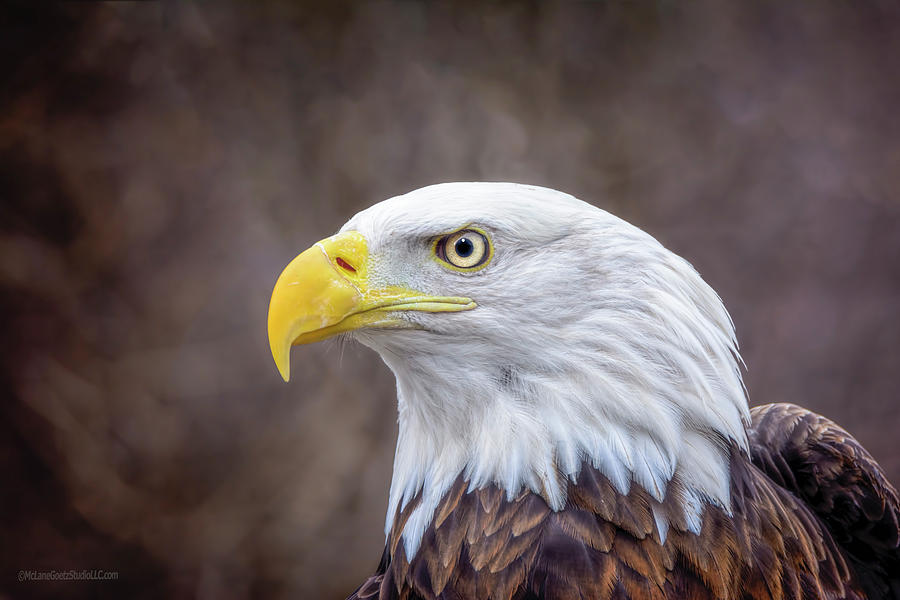Bald Eagle Photograph by LeeAnn McLaneGoetz McLaneGoetzStudioLLCcom