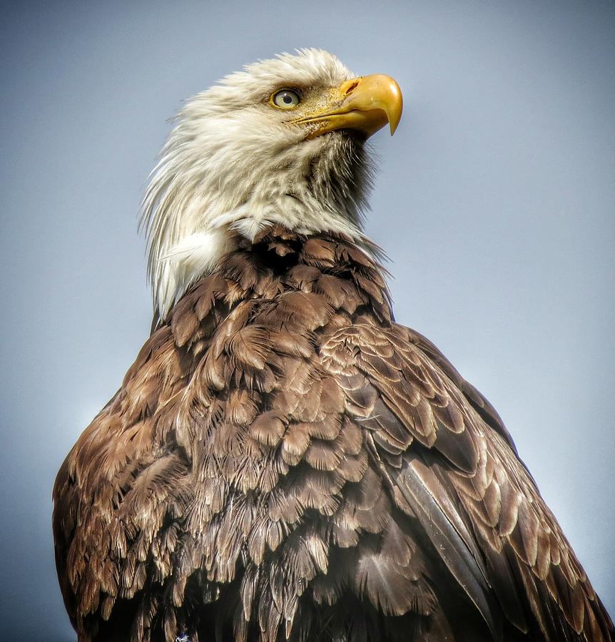 Bald Eagle Photograph by Ross Kestin