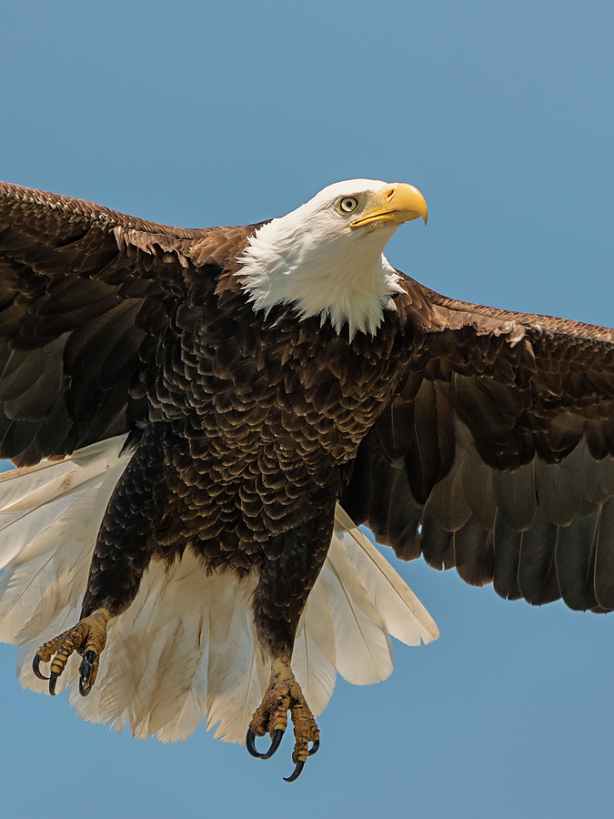 Bald Eagle Lift Off Photograph by Loree Johnson
