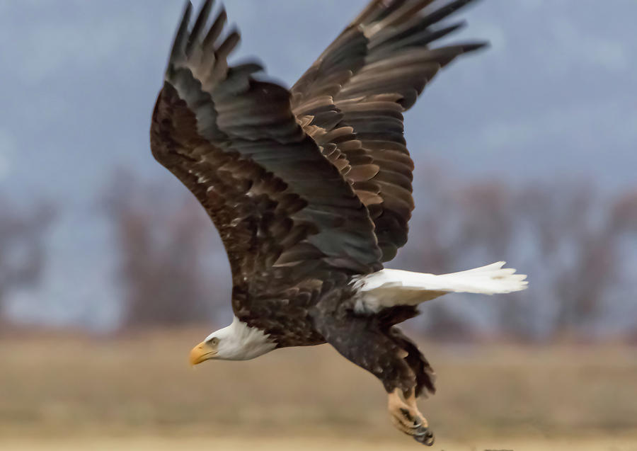 Bald Eagle Lift Off Photograph by Marc Crumpler