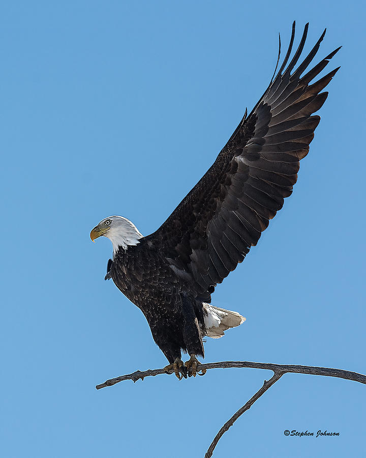 Bald Eagle Lift-off Photograph by Stephen Johnson
