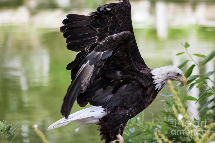 Bald Eagle Lifting Off Photograph by Suzanne Luft