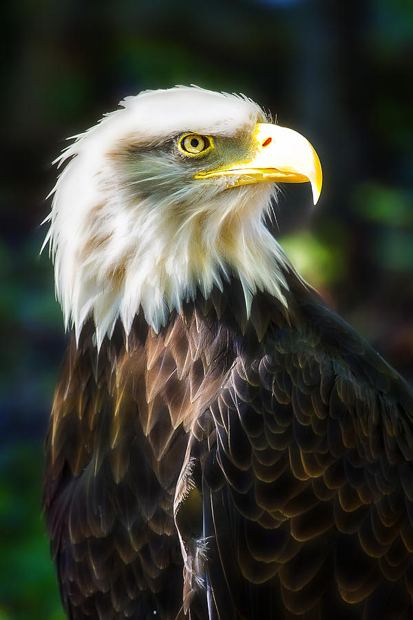 Bald Eagle Photograph by Linda Tiepelman
