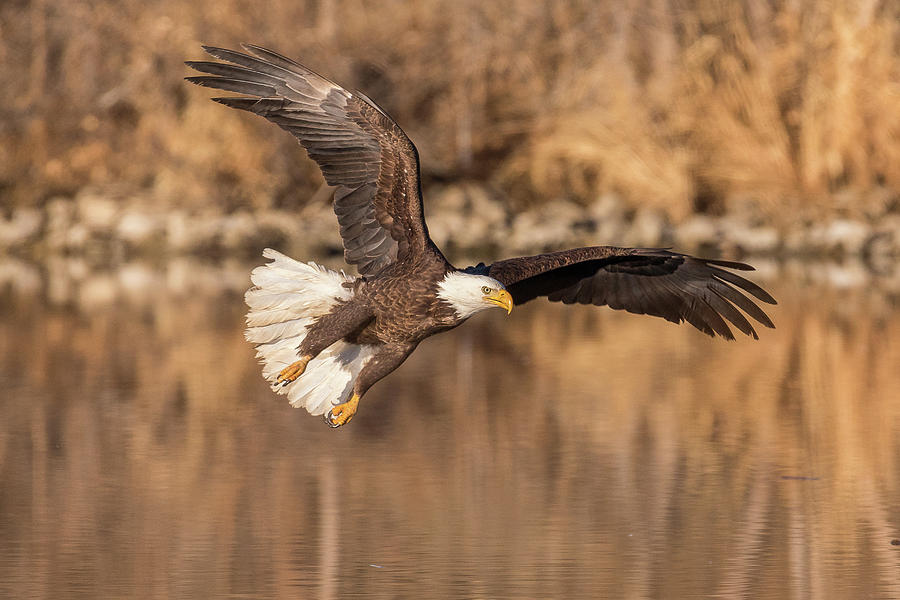 Bald Eagle Lines Up for the Kill Photograph by Tony Hake