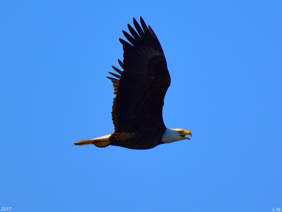 Bald Eagle Photograph by Lisa Wooten