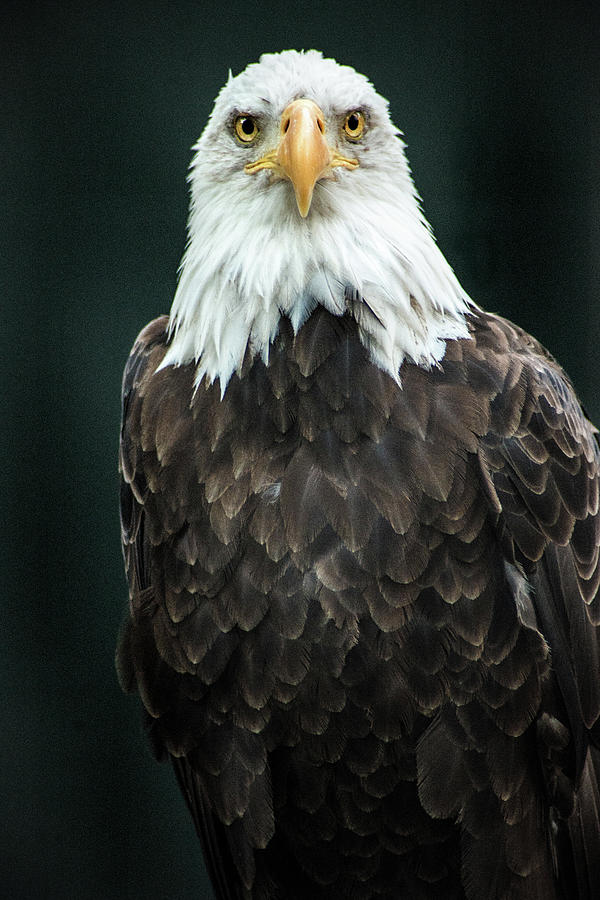 Bald Eagle Look Photograph by Don Johnson