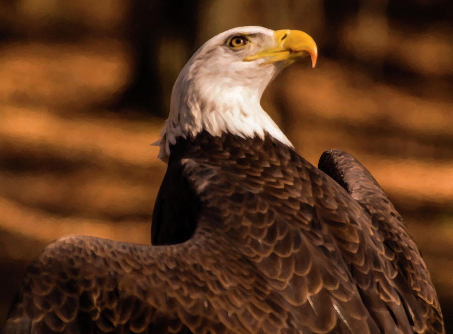 Bird Digital Art - bald eagle looking skyward digial Oil by Flees Photos