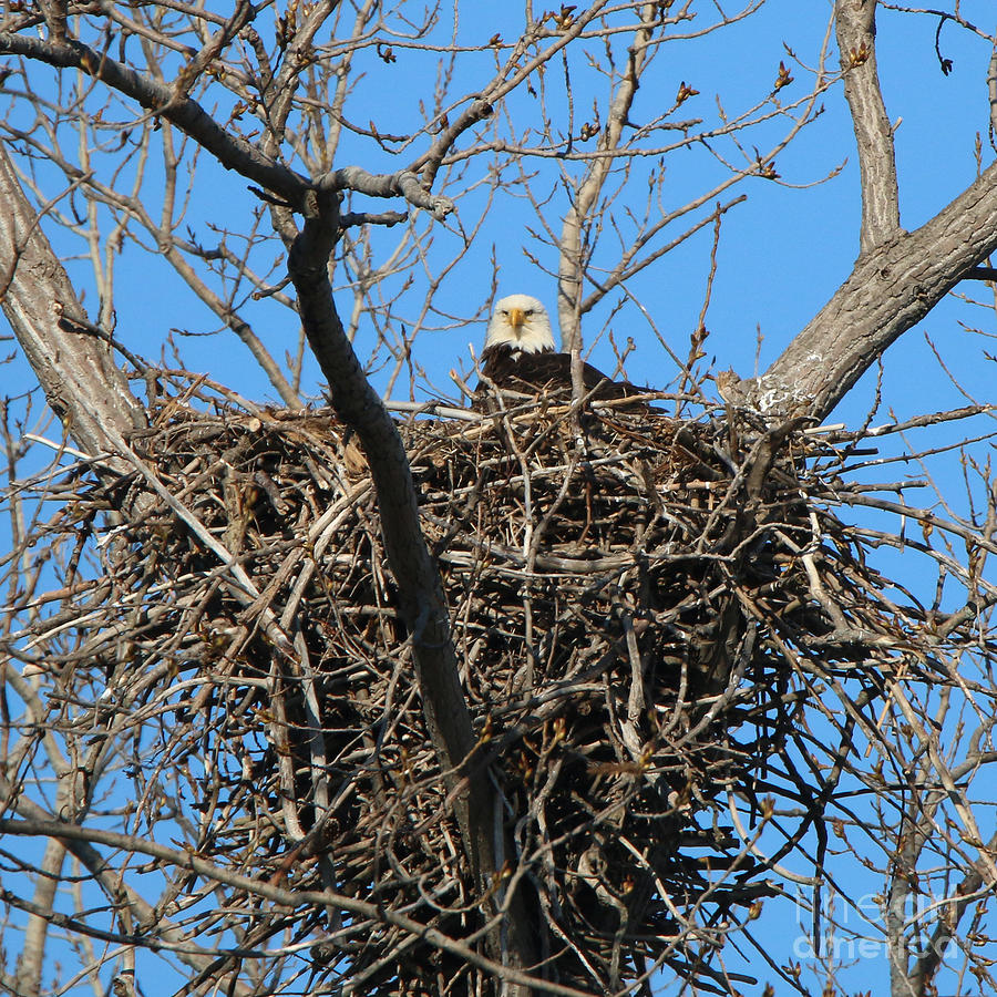 Bald Eagle Lookout  3661 Photograph by Jack Schultz