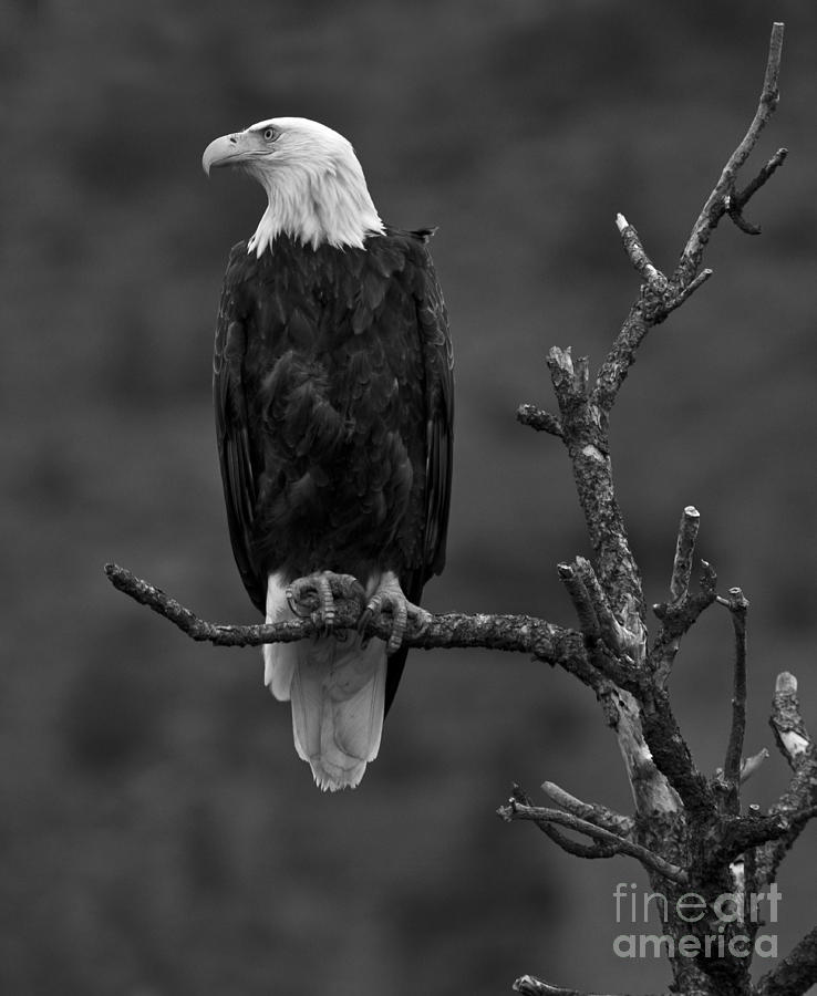Bald Eagle Lookout - Black And White Photograph by Adam Jewell