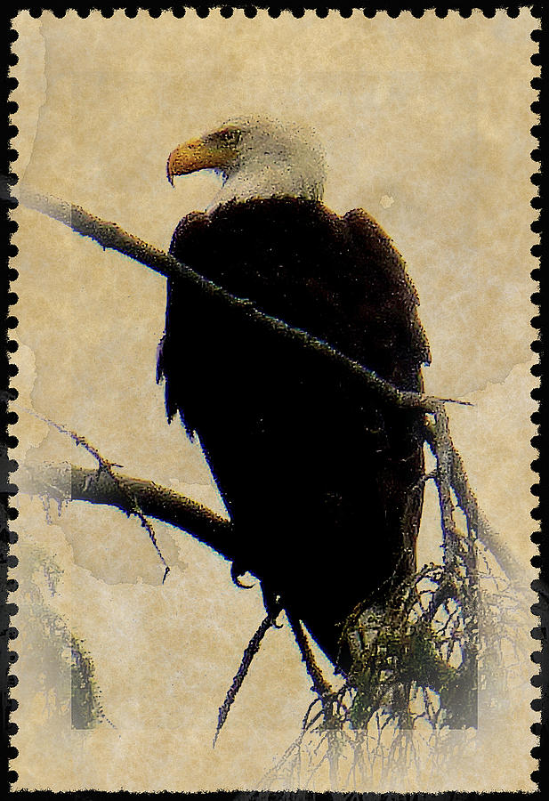 Bald Eagle Photograph by Lori Seaman