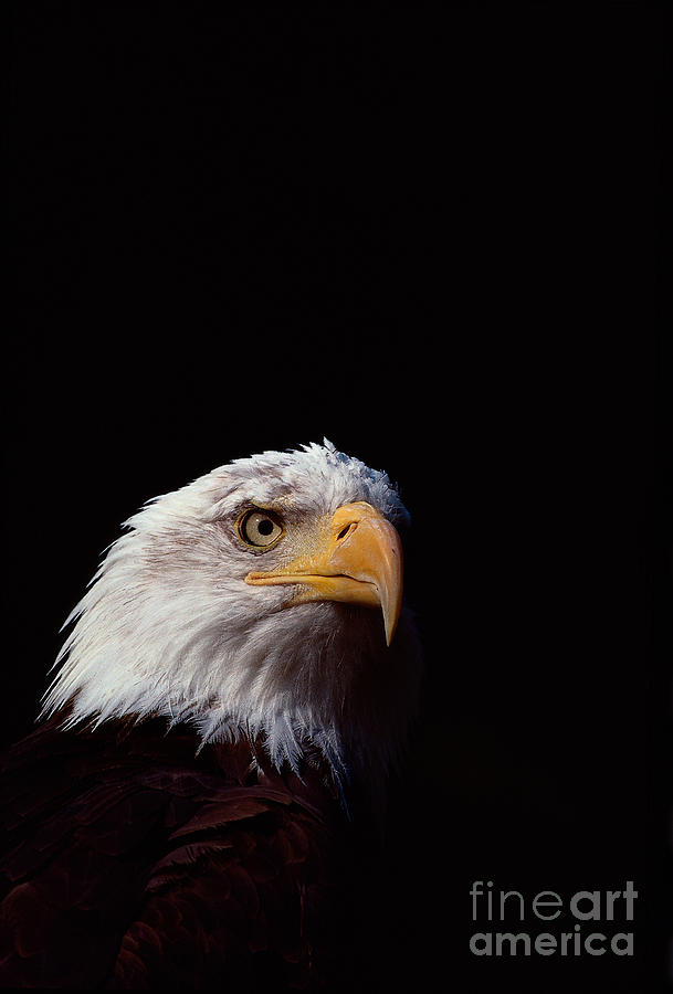 Bald Eagle Photograph by Lynda Richardson