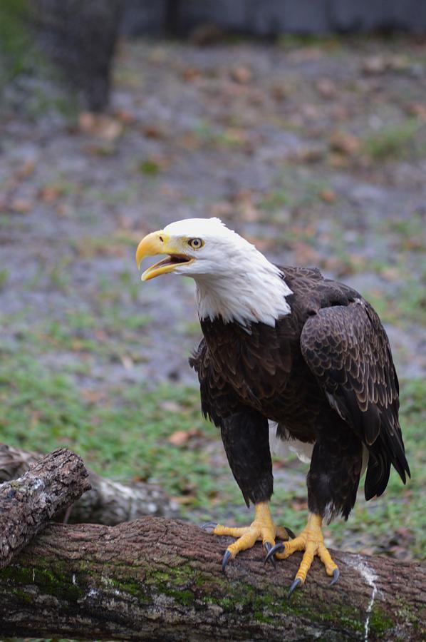 Bald Eagle Macro Photograph by Warren Thompson