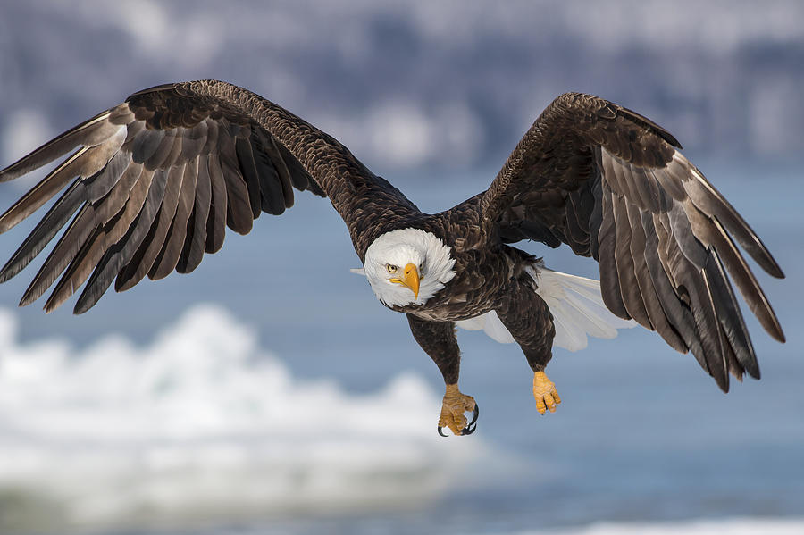 Bald Eagle Magic Photograph by Mash Mashaghati - Fine Art America