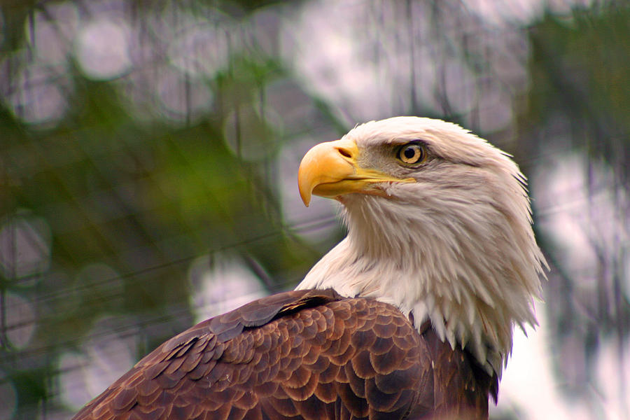 Bald Eagle Majestic Photograph by David Rucker