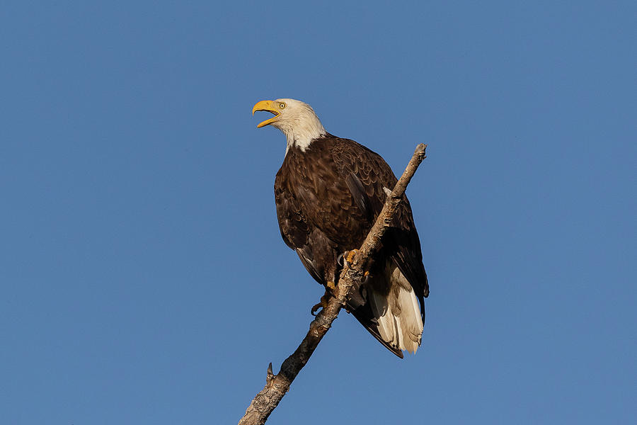 Bald Eagle Makes a Call Photograph by Tony Hake - Pixels