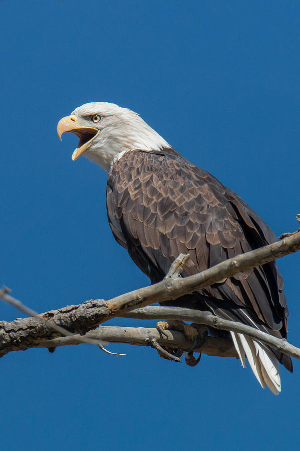 Bald Eagle Makes Some Noise Photograph by Tony Hake