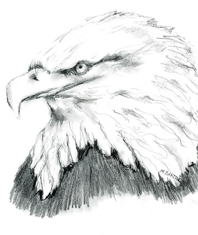 Bald Eagle Drawing by Marilyn Barton