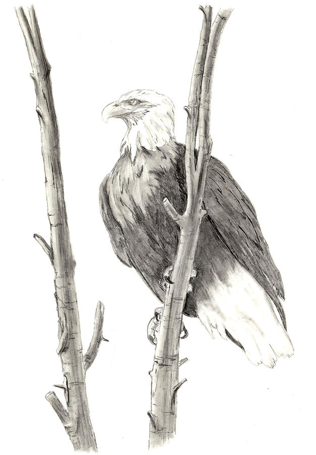 Bald Eagle Drawing by Marsha Karle