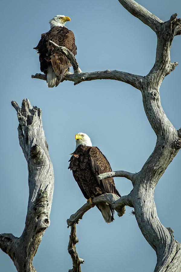 Bald Eagle mates Photograph by Steven Upton
