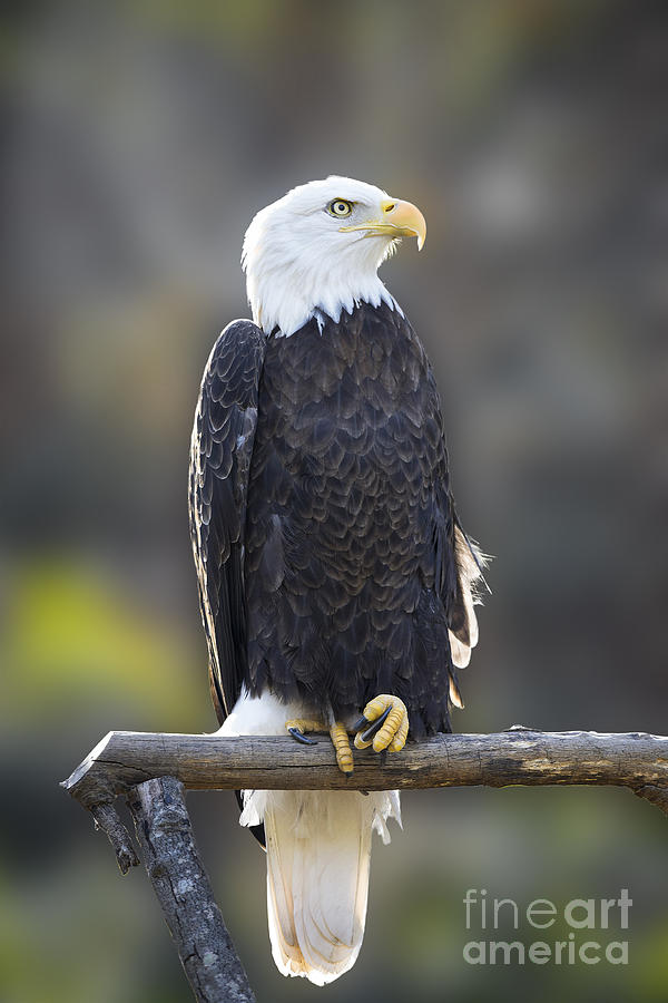 Bald Eagle - Maymont Photograph by Jemmy Archer
