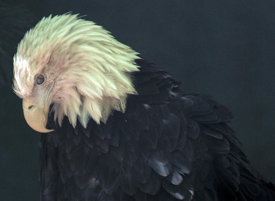 Bald Eagle Photograph by Michelle Halsey
