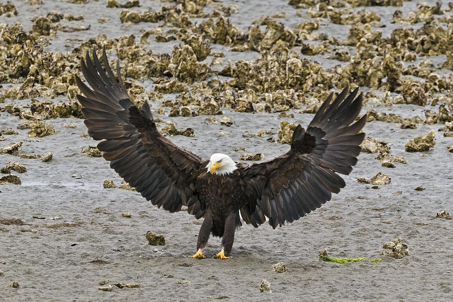 Eagle Photograph - Bald Eagle Nailing a Landing by Wes and Dotty Weber